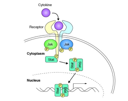 Consensus Recommendations on JAK Inhibitor Use | RheumNow