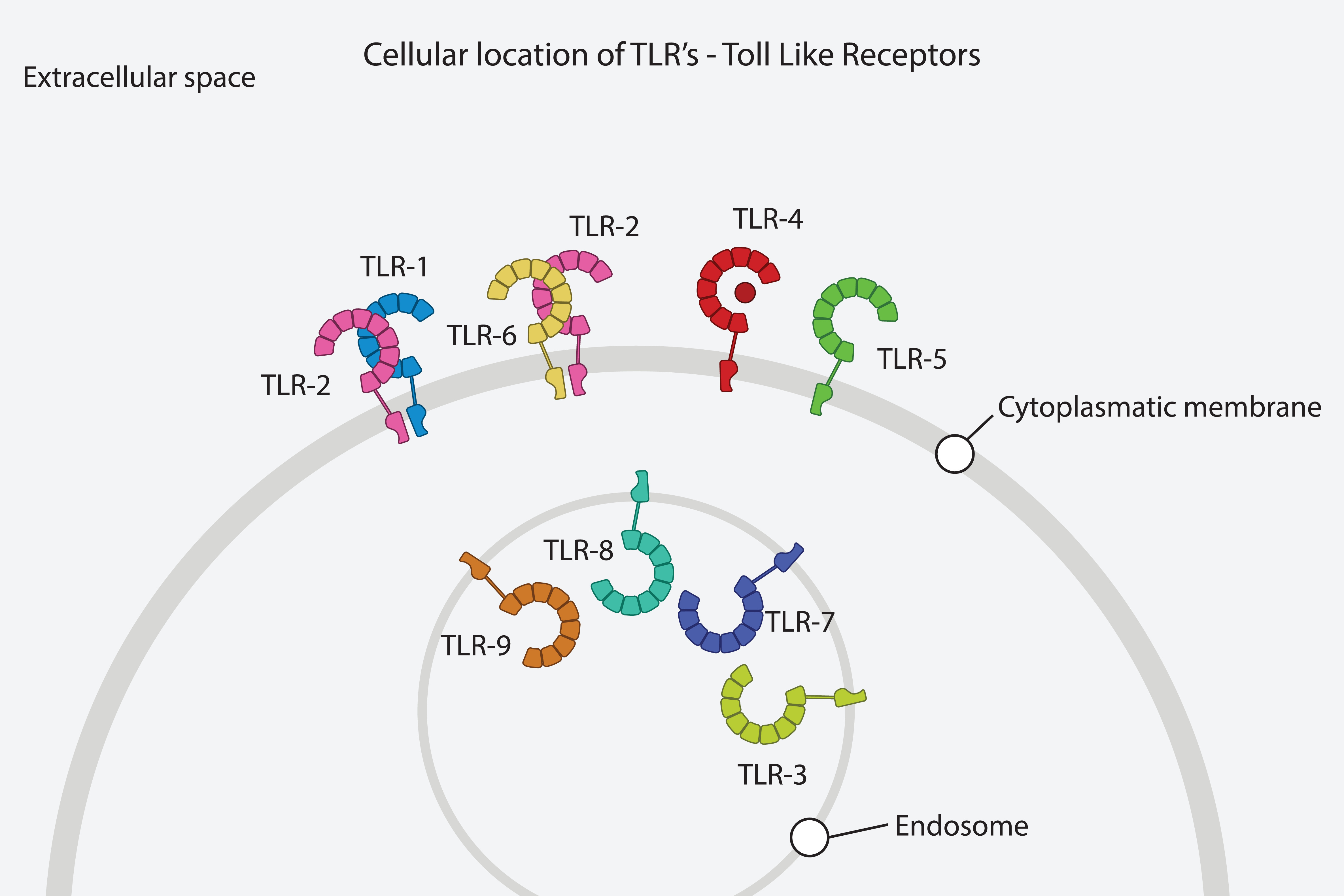 Review of Toll-like Receptor Research | RheumNow
