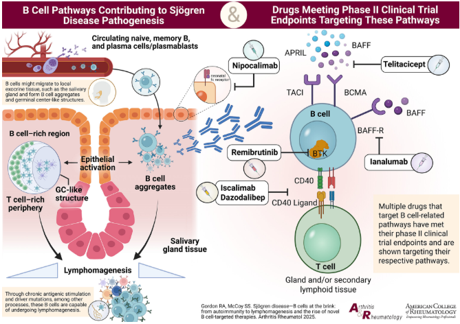 Sjogrens Rx pathogenesis