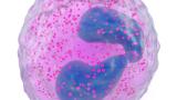 Eosinophil
