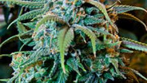 180px-Cannabis_Plant.jpg