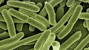 Bacteria.ecoli_.jpg