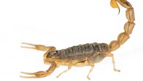 Scorpion.venom_.bug_.jpg