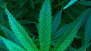cannabis-490296__180.jpg