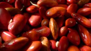 kidney-beans-1621049.jpg