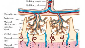 placenta.jpg