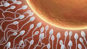 sperm.fertilization.preg_.jpg