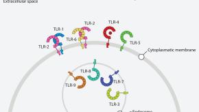 TLR