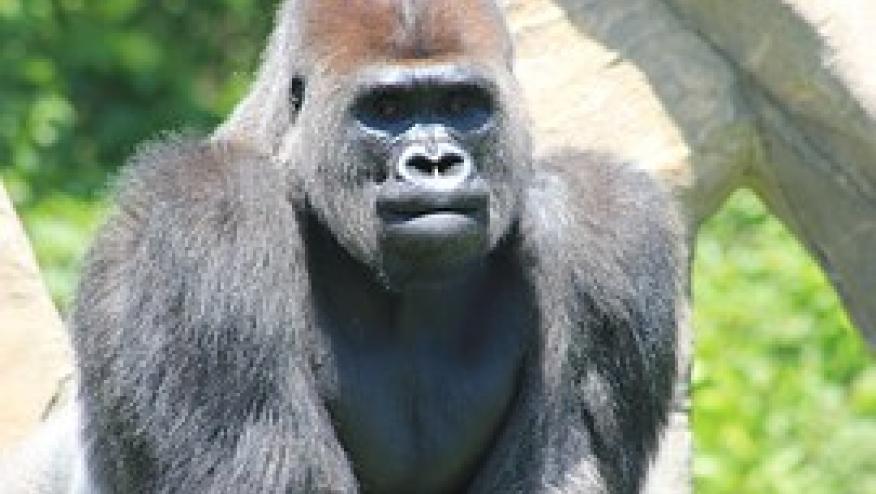 Drug Safety Risk Communication: The 800 lb Gorilla Approach | RheumNow