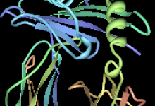HLA-B%2A2705.png