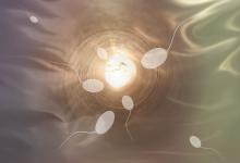 pregnancy.sperm_.jpg