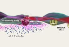 Mechanism of Action of an Interleukin (IL)–23 Inhibitor Monoclonal Antibody in Moderate to Severe Plaque Psoriasis and Active Psoriatic Arthritis