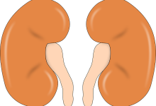 kidneys
