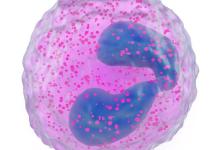 Eosinophil