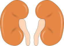kidney-147499_640.png
