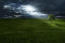 tree-736888_640.jpg
