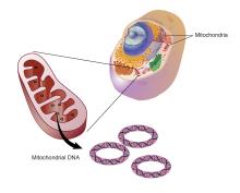 mitochondrial,DNA