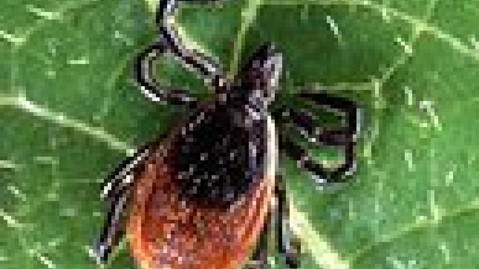 129px-Adult_deer_tick.jpg