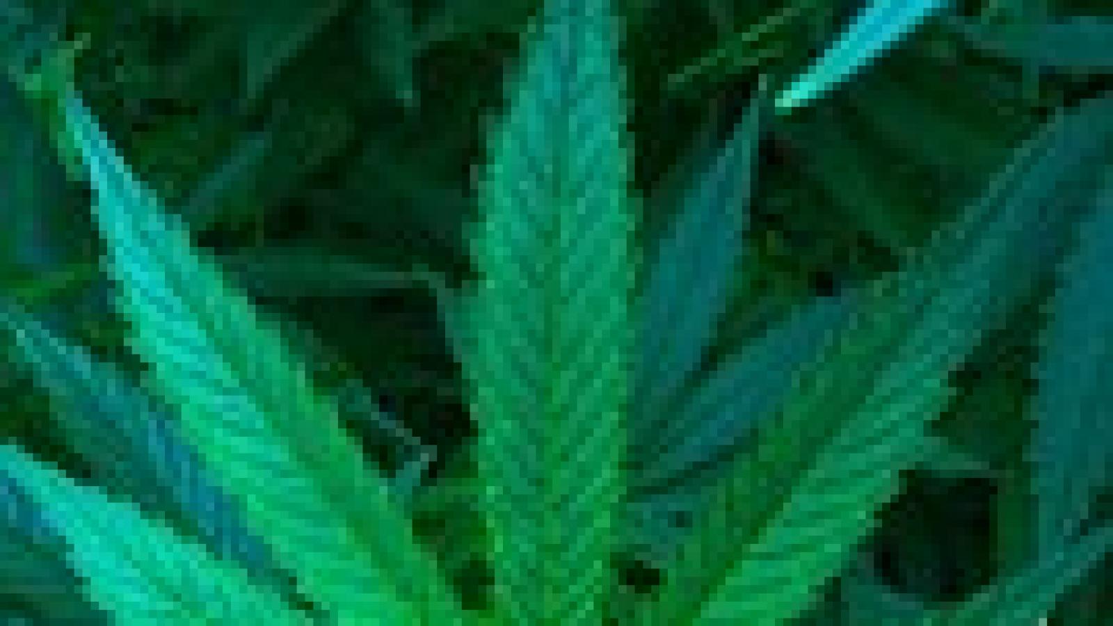 cannabis-490296__180.jpg