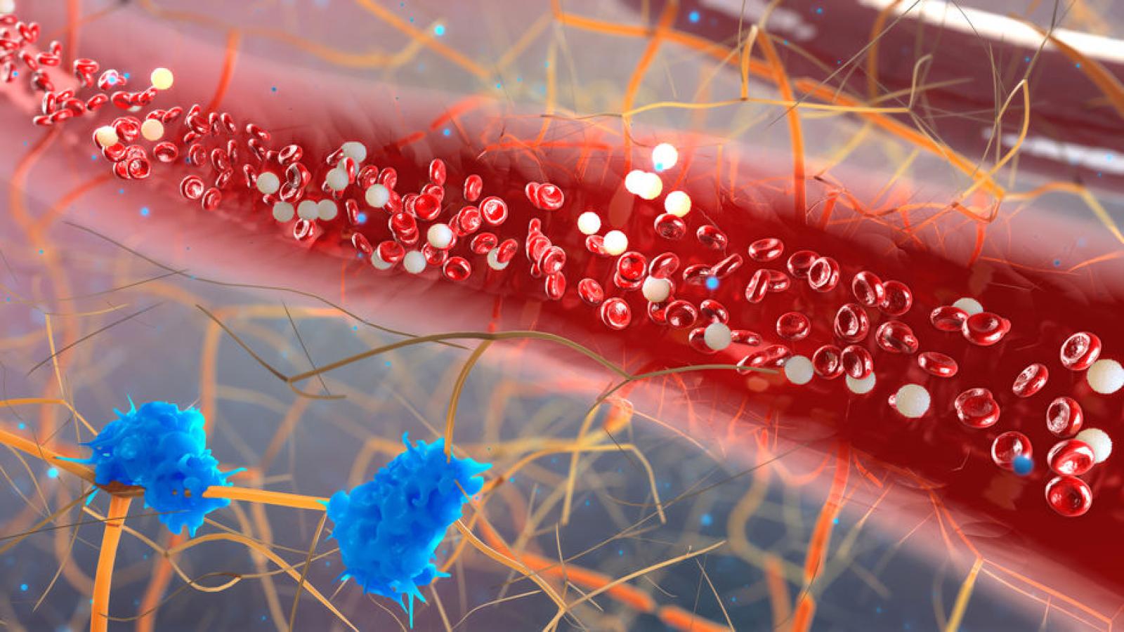 cells.vessel.traffic.wbc_.jpg