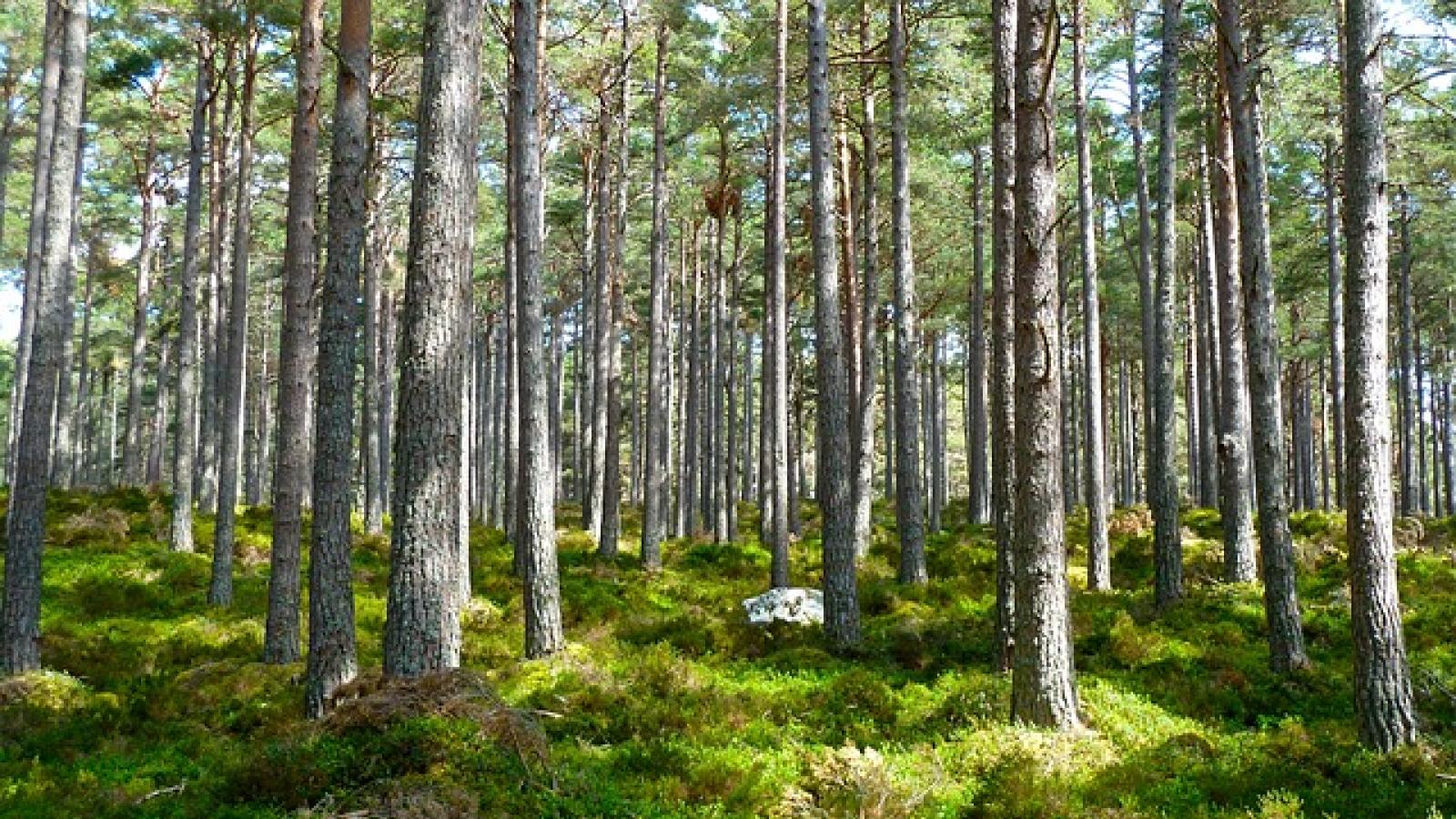 forest-272595_640.jpg