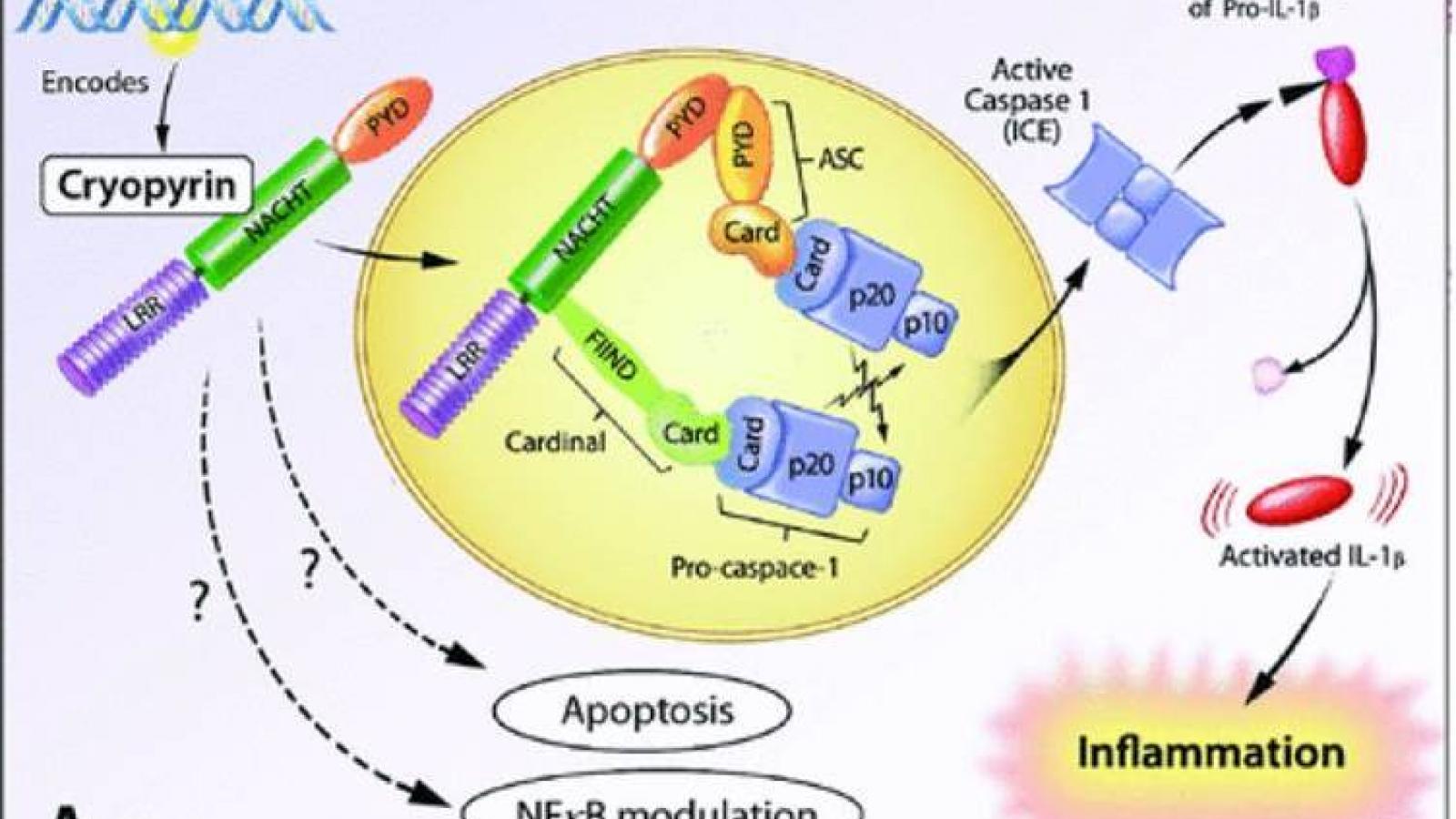 inflammasome.jpg