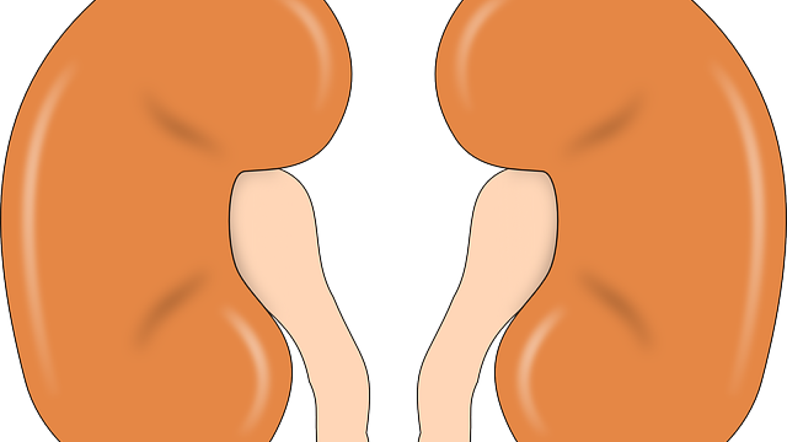 kidney-147499_640.png