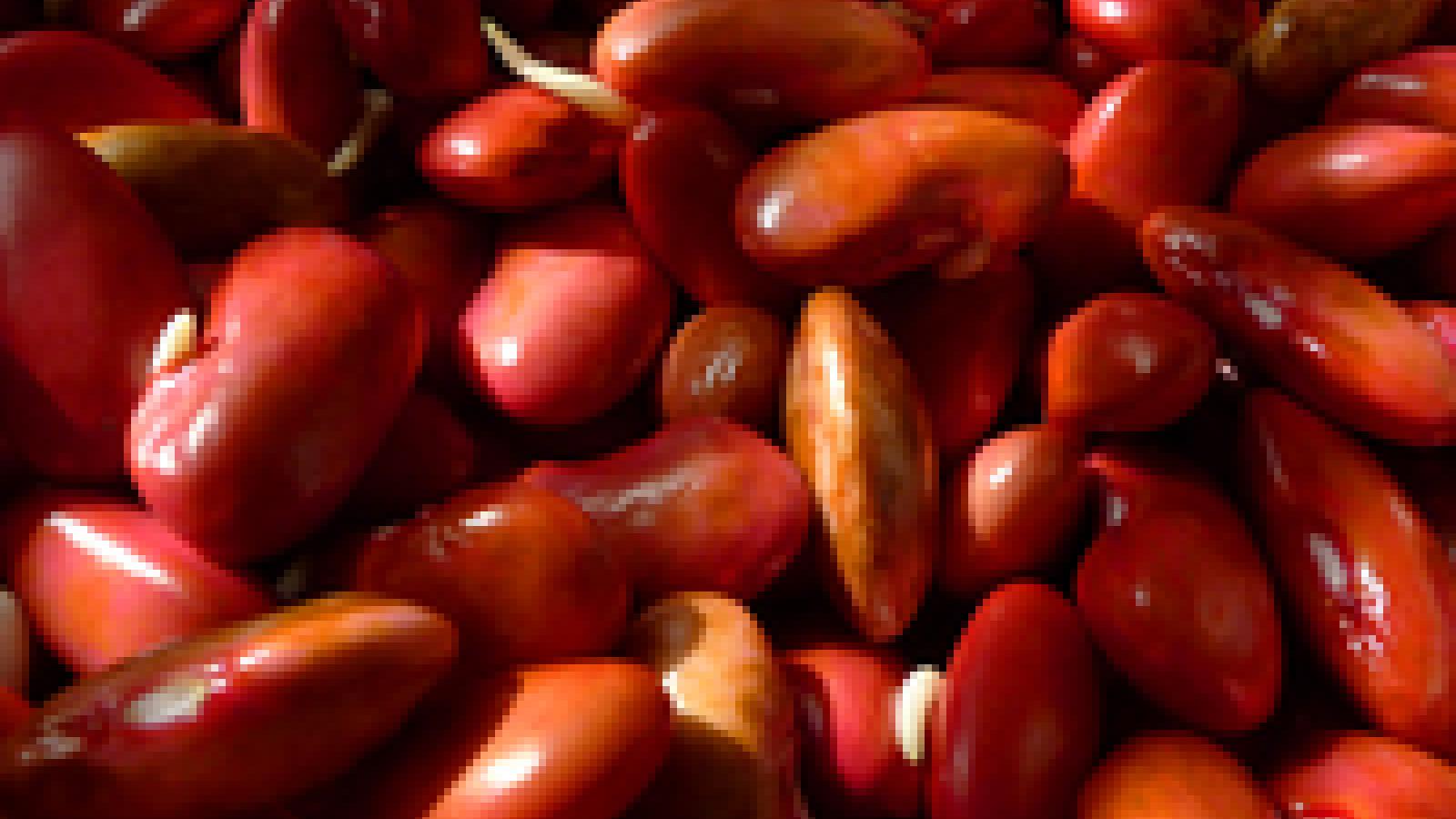 kidney-beans-1621049.jpg