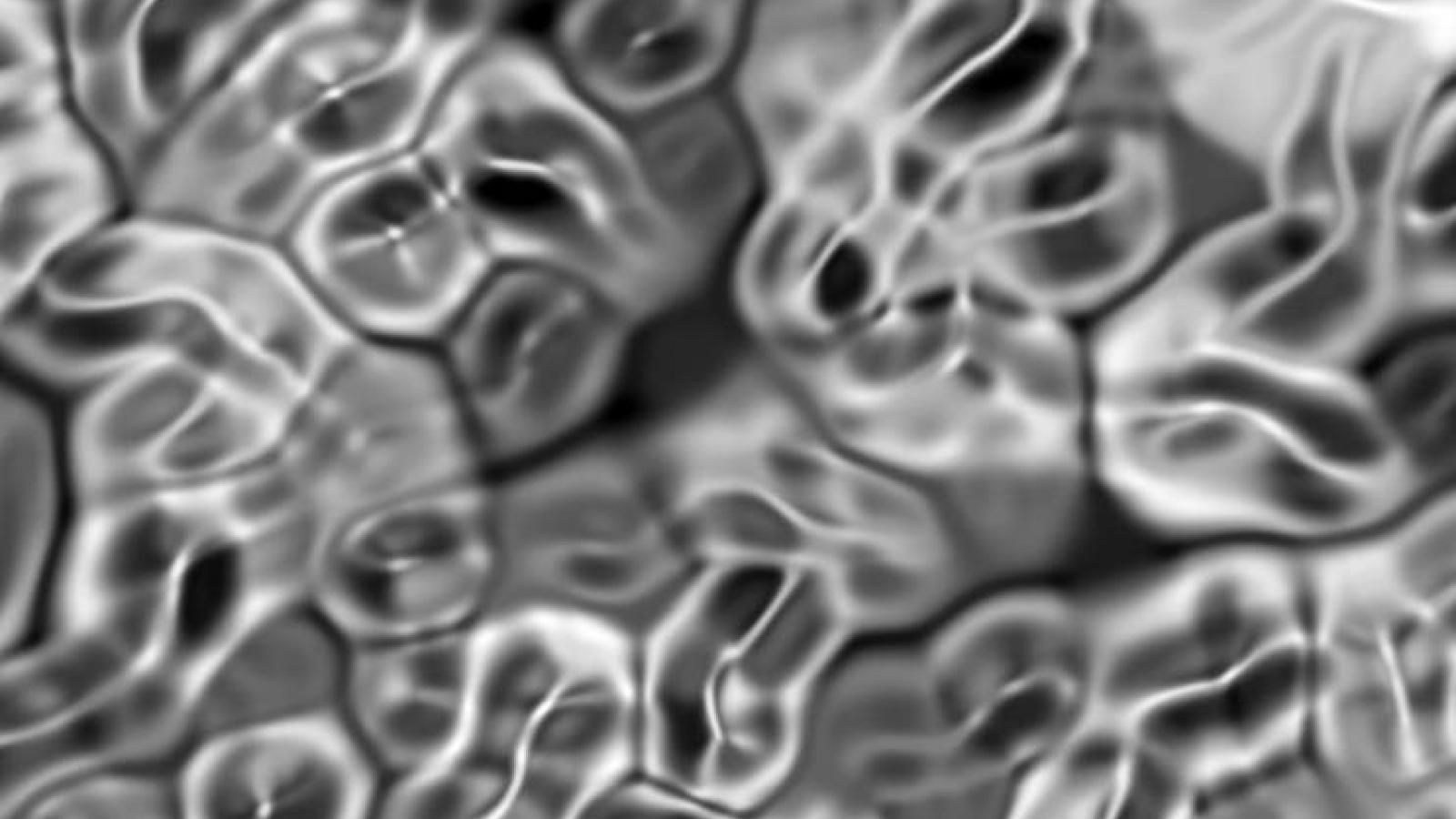 microbes.jpg