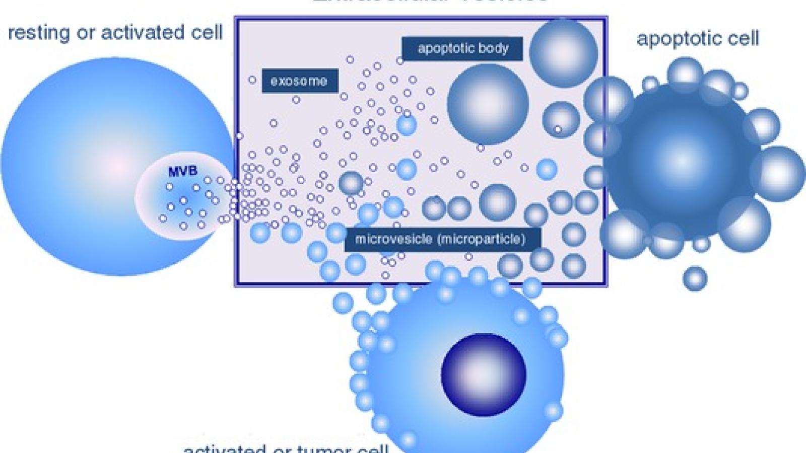 microvesicles.jpg