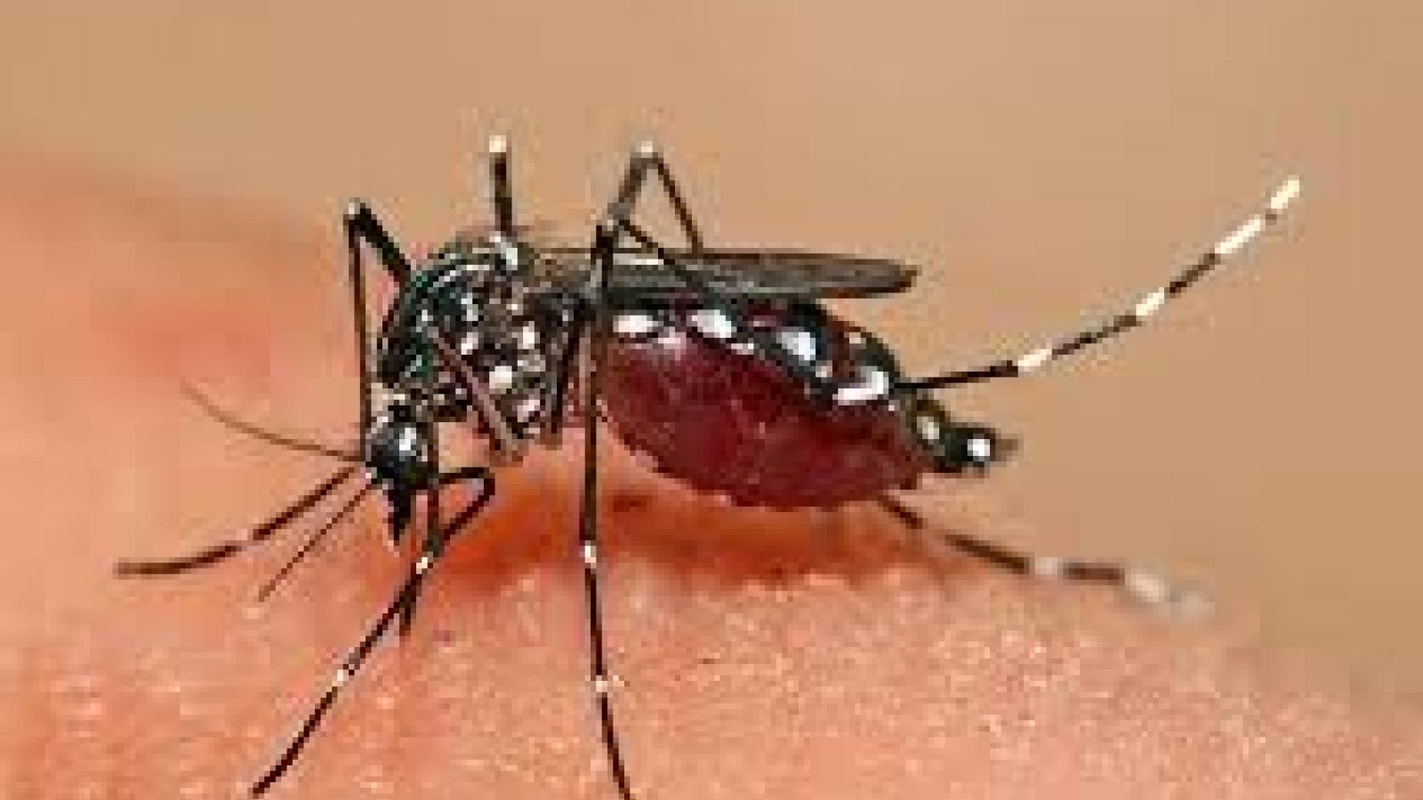 mosquito.jpg