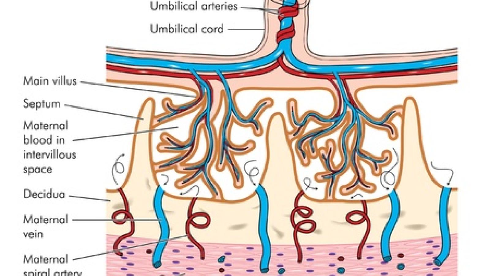 placenta.jpg