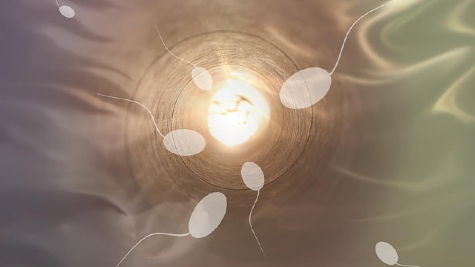 pregnancy.sperm_.jpg