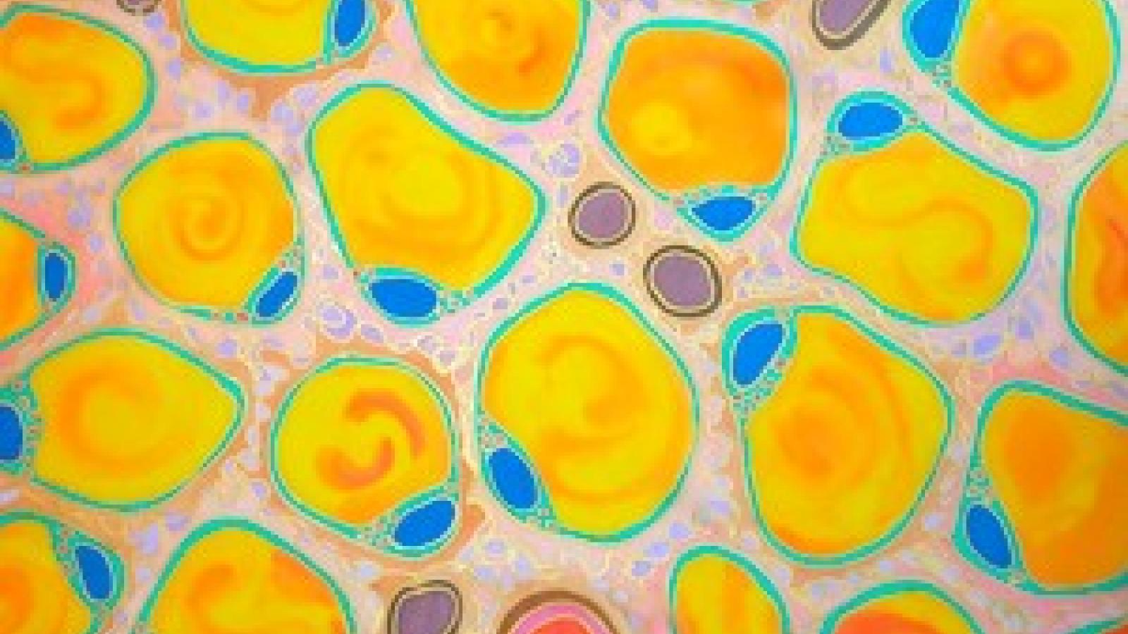 Adipose fat cells