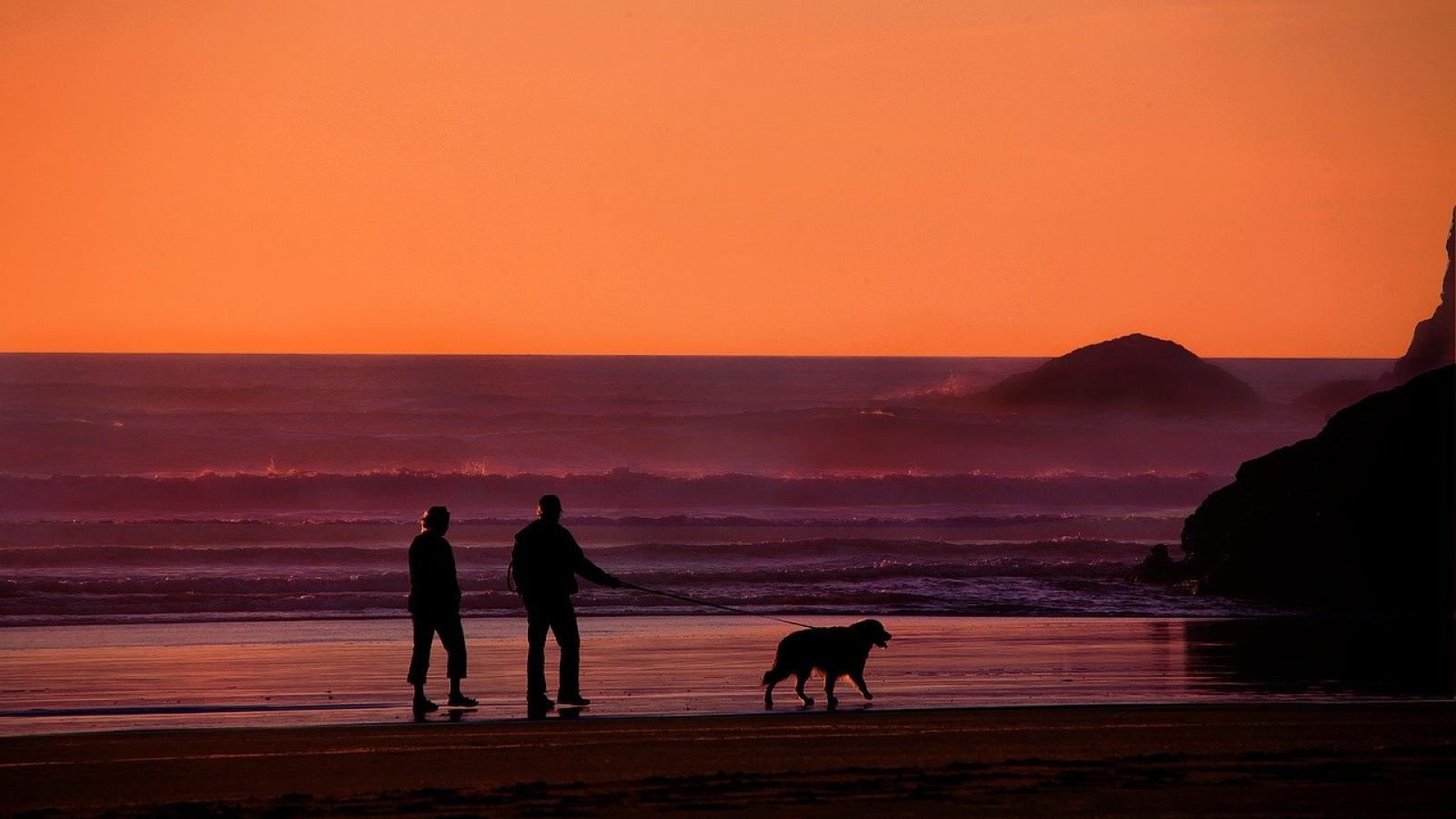 Couple walking on beach with dog
