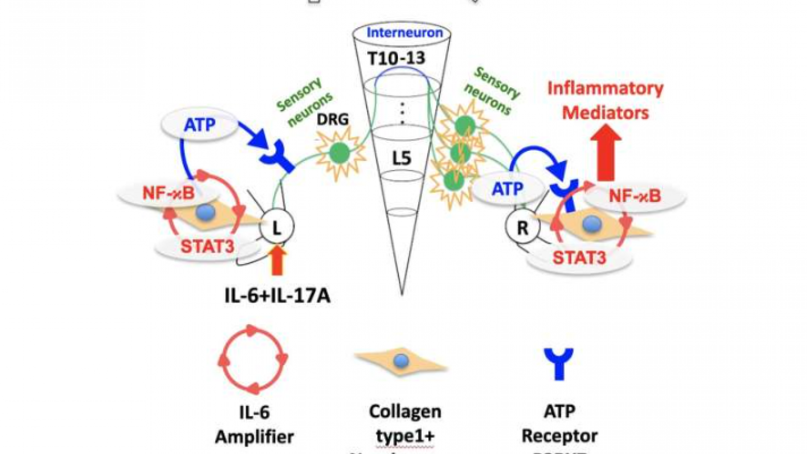 Inflammation,reflex,neural