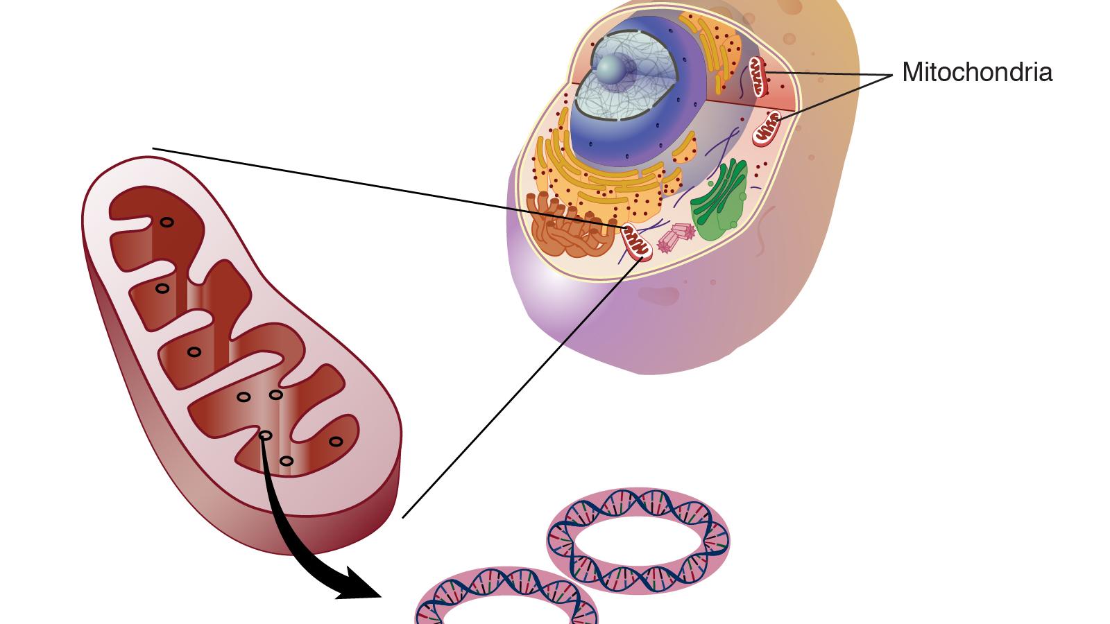 mitochondrial,DNA