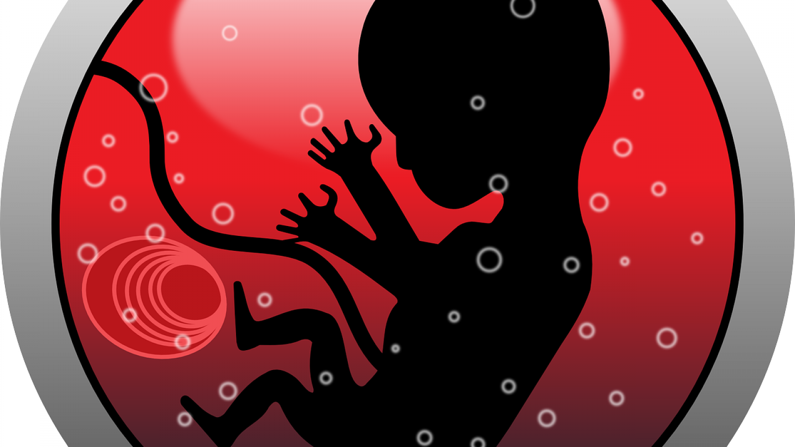 pregnancy,embryo,fetal