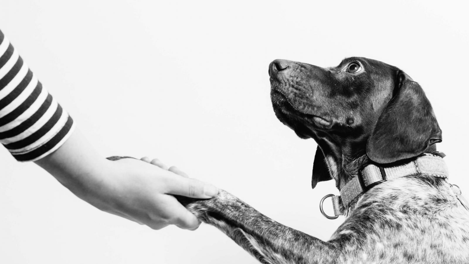 trust,dog