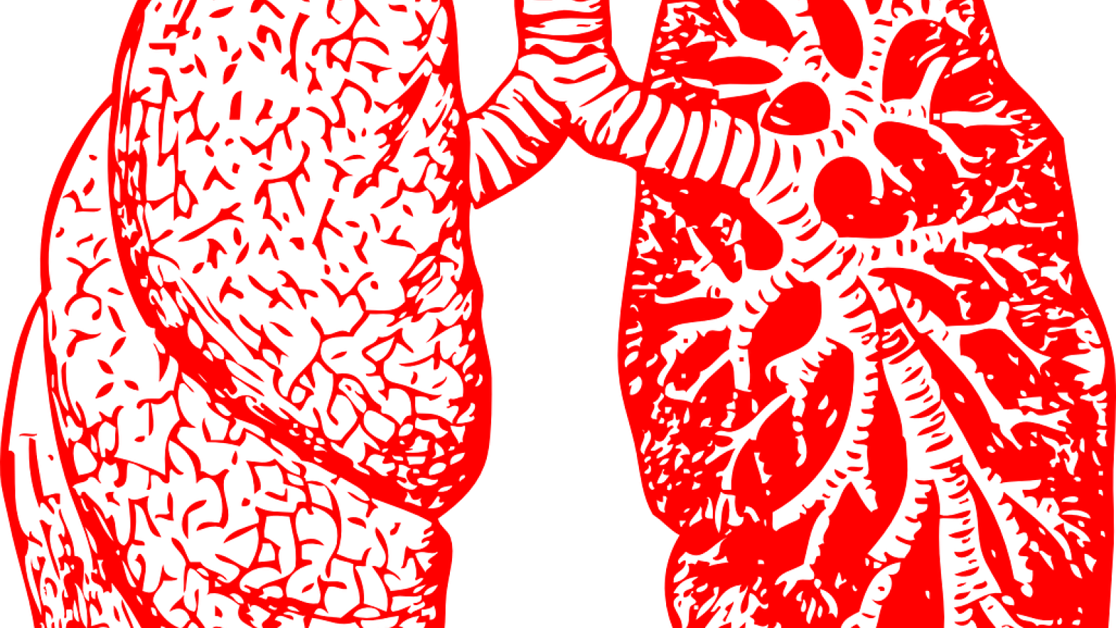 lungs,art,red