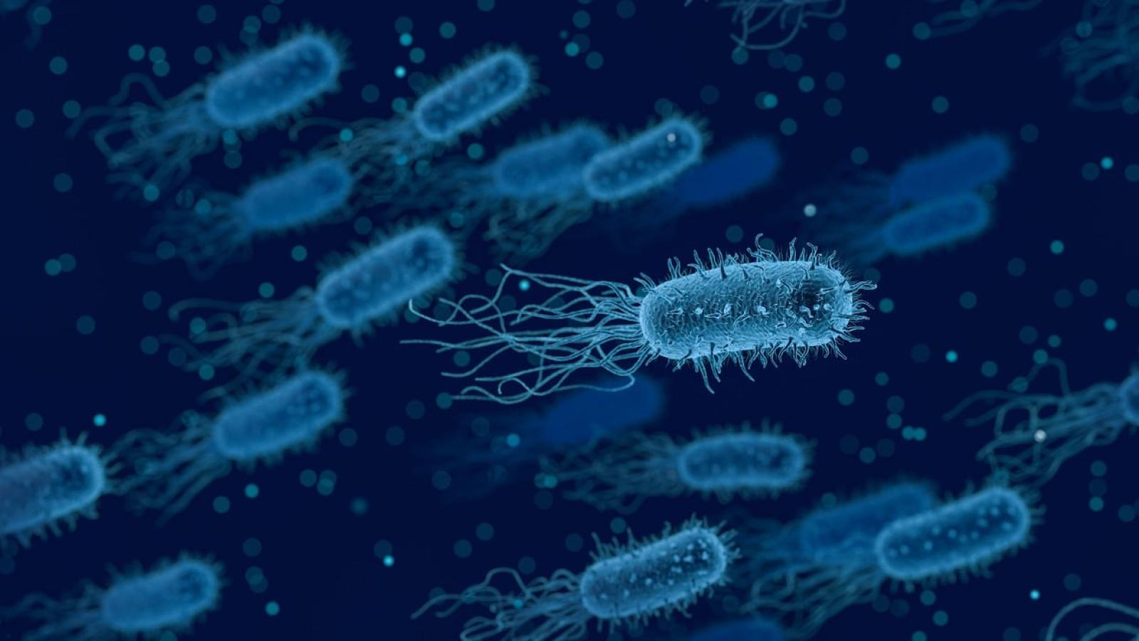 microbe,bacteria,blue