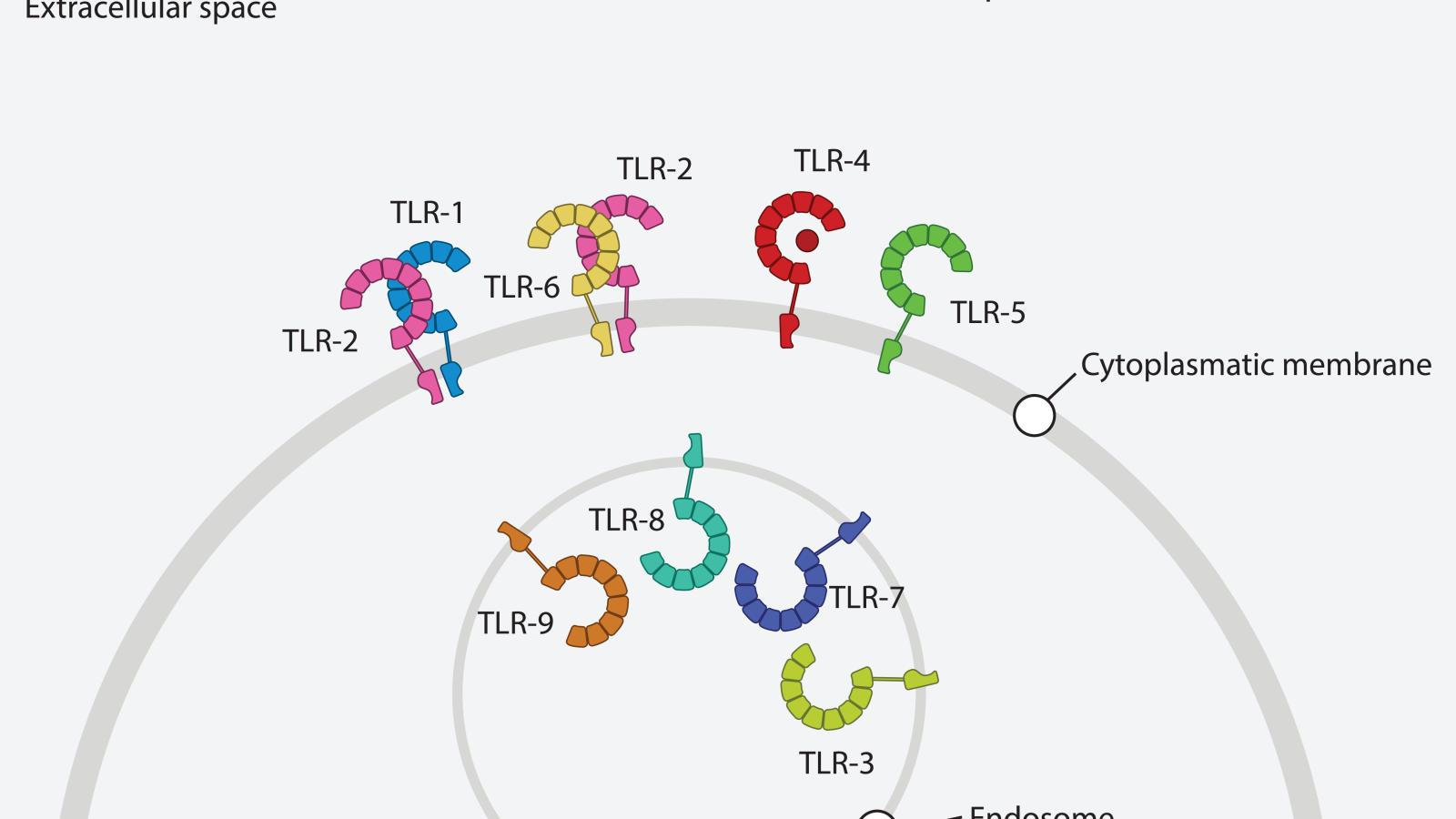 TLR