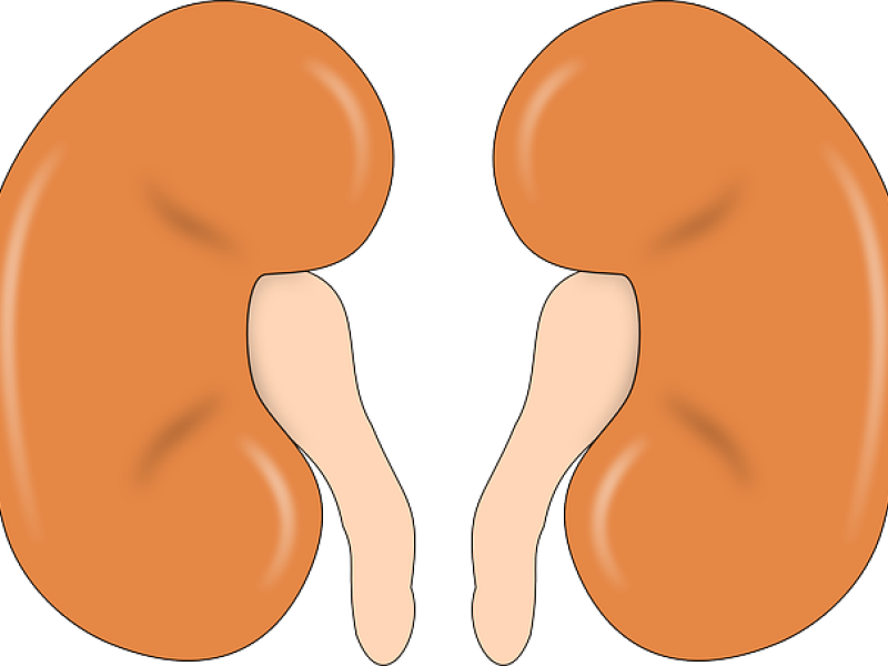 kidneys